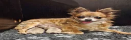 Chihuahua honden te koop: Chihuahua pups - Advertentie 11