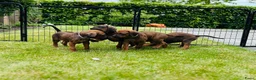 Rhodesian Ridgeback honden te koop: Rhodesian ridgeback - Advertentie 5