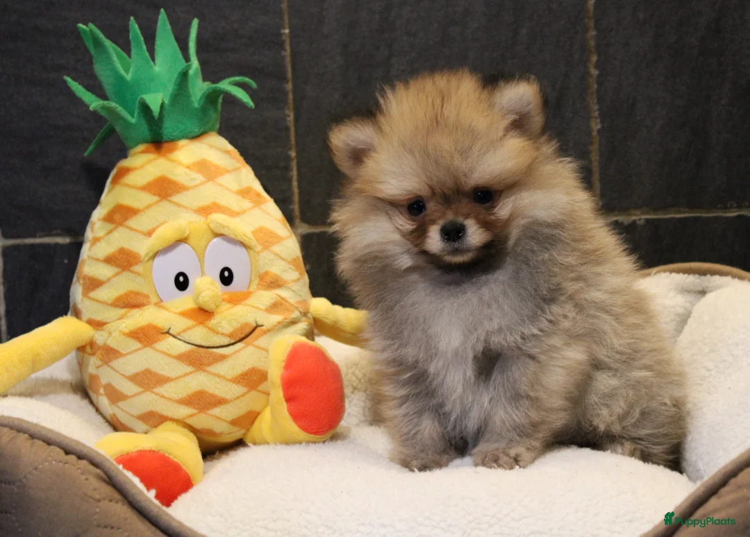 Pomeriaan honden te koop: Pomeriaan pups - Advertentie 18