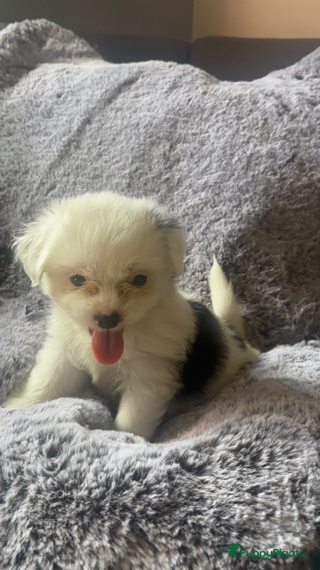Boomer honden te koop: Super mooie klein blijvende boomer pups - Afbeelding 3