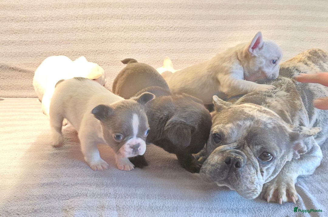 Franse Bulldog honden te koop: Knappe Franse buldogs enkele fluffy  - Advertentie 6