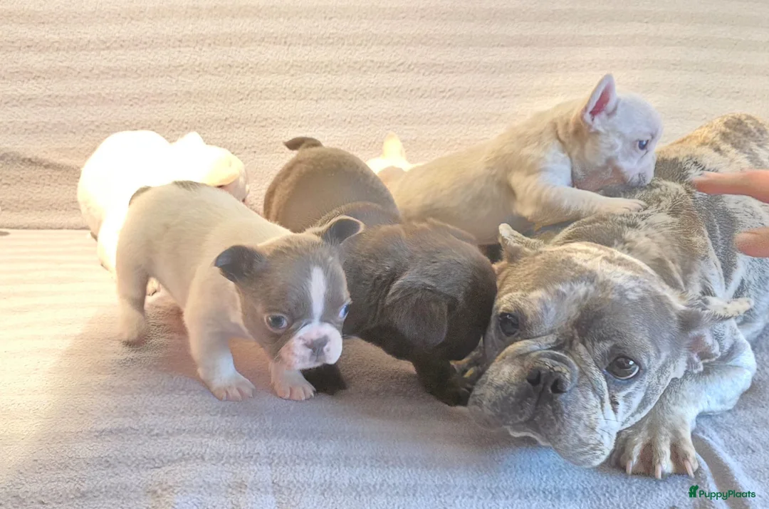 Franse Bulldog honden te koop: Knappe Franse buldogs enkele fluffy  - Advertentie 6