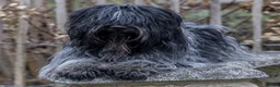 Nederlandse Schapendoes honden te koop: Nederlandse schapendoes - Advertentie 8