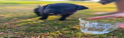 Kruising honden te koop: Mooie en lieve kruising gezinshonden (pups) in Weerselo - Advertentie 19