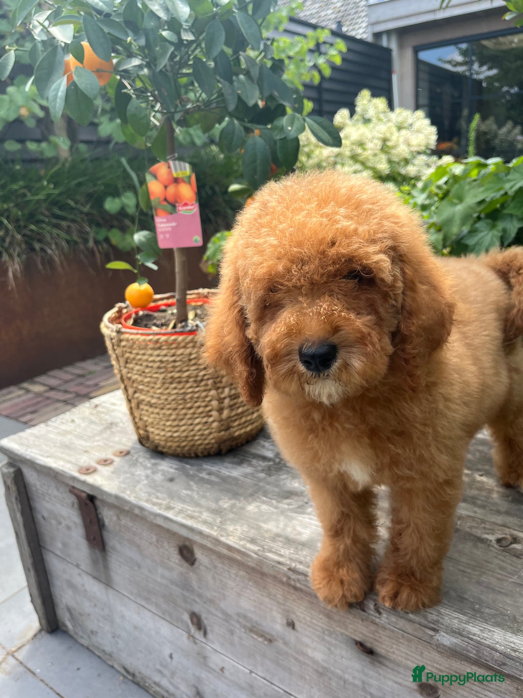 Labradoodle honden te koop: Labradoodle  - Afbeelding 4