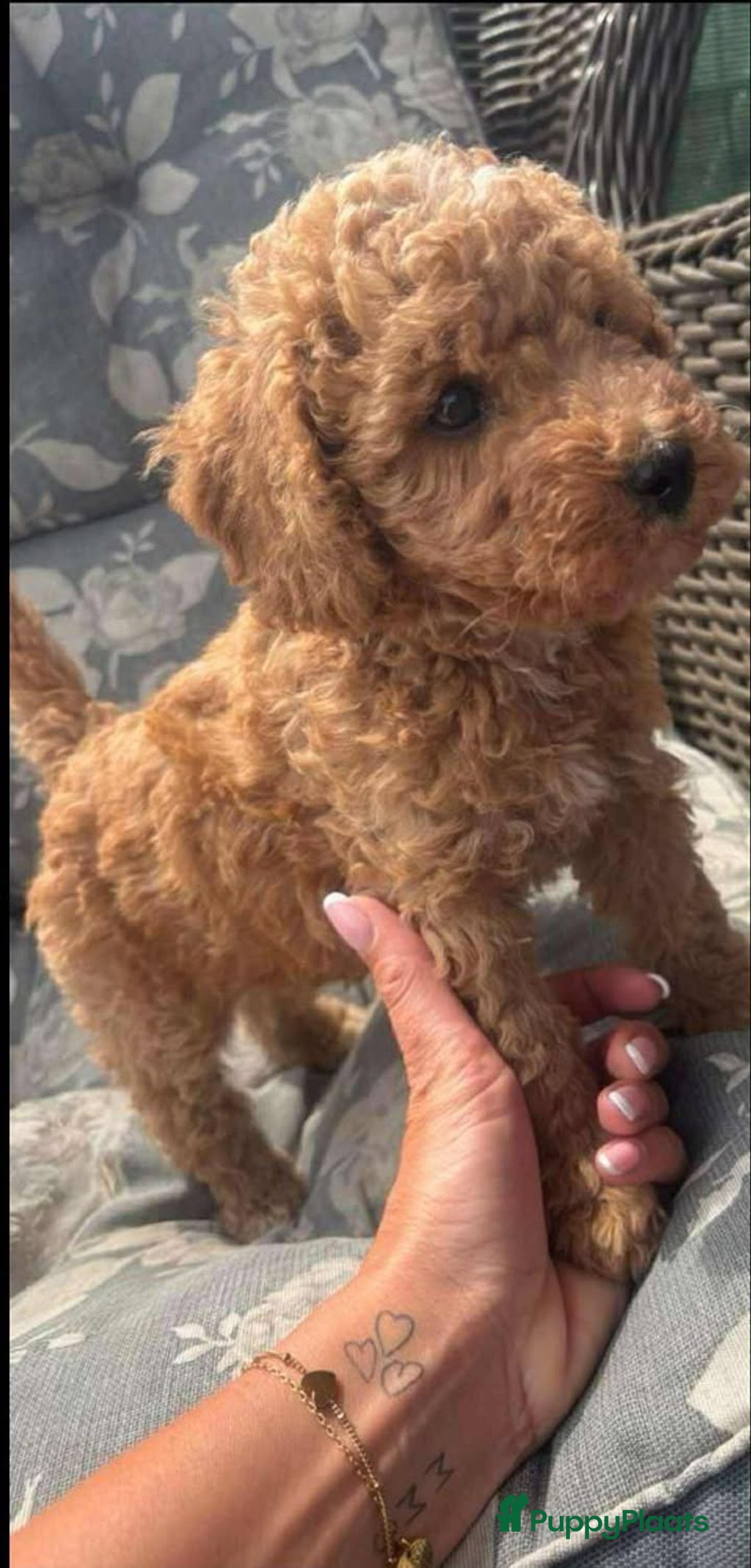 Cockapoo honden te koop: Health-Checked Mini Cockapoo Litter - Advertentie 6