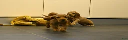 Engelse Cocker Spaniel honden te koop: Engelse Cocker Spaniel pups - Advertentie 19