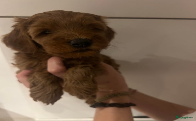 Australian Labradoodle honden - Advertentie 2