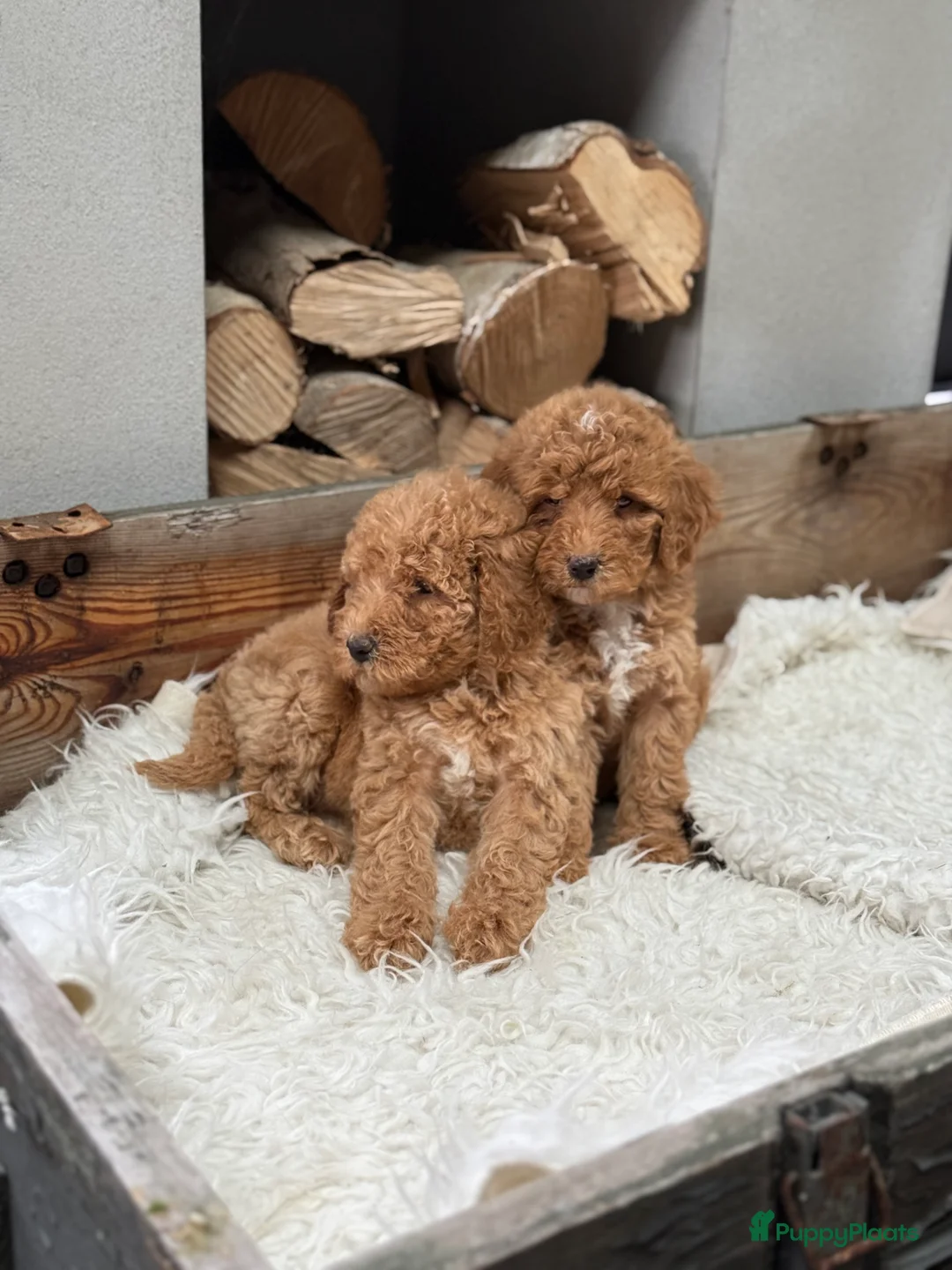 Labradoodle honden te koop: Labradoodle  - Advertentie 4