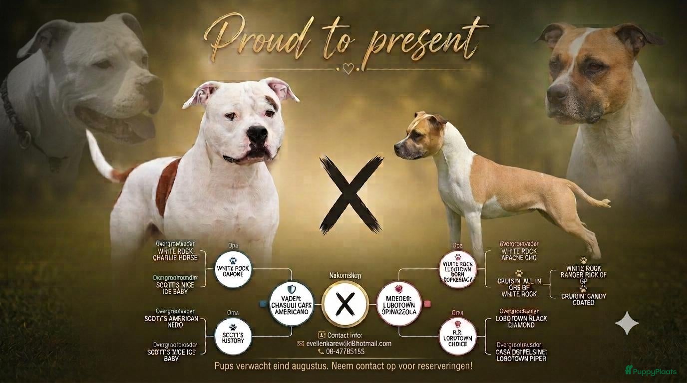 American Staffordshire Terriër honden American staffordshire terrier pups - Advertentie 2