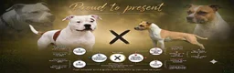 American Staffordshire Terriër honden te koop: American staffordshire terrier pups - Advertentie 1
