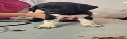 Kruising honden te koop: Borador pupjes♡ - Advertentie 10