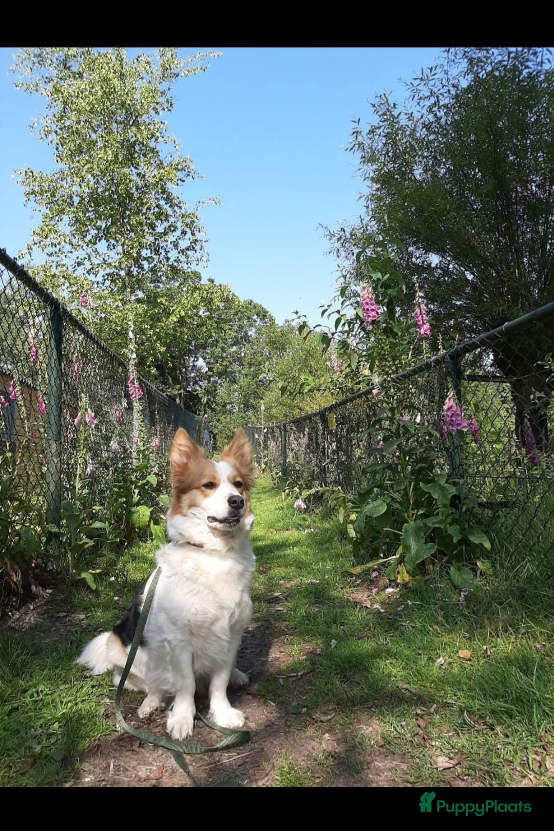 Kruising honden Geweldige leuke pups corgi x Australian shepherd - Advertentie 18