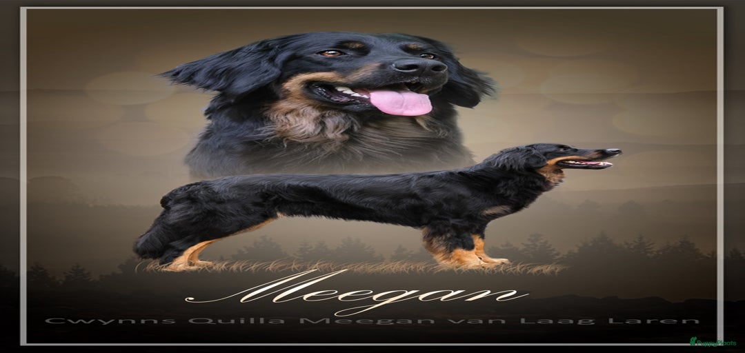 Galerij afbeelding {{count}}