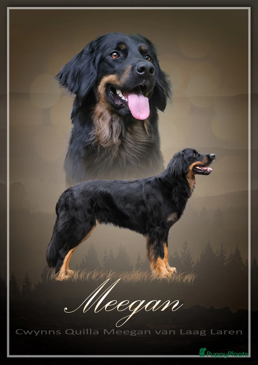 Galerij afbeelding {{count}}