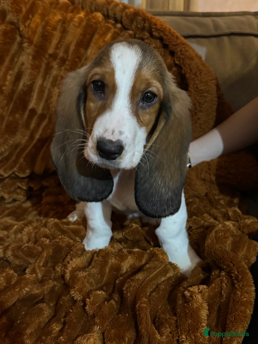 Basset Hound honden te koop: Basset hound pups - Advertentie 2