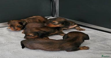 Teckel (langhaar) honden - Advertentie 16