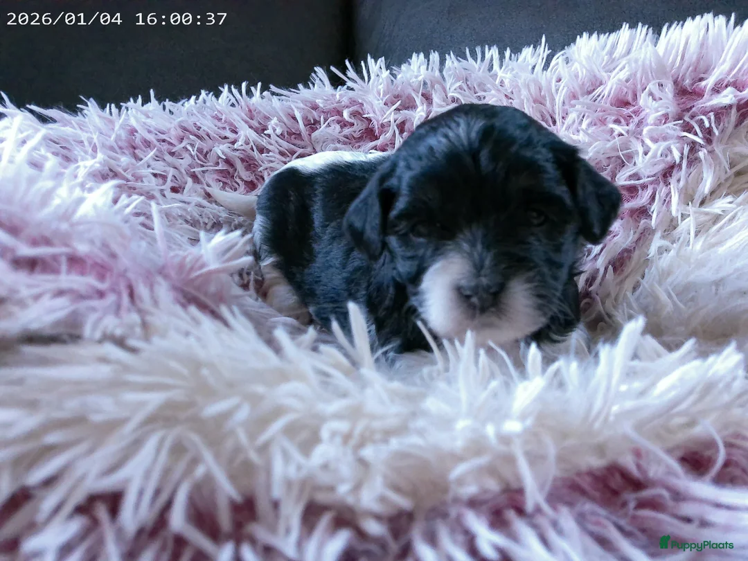 Shihpoo honden te koop: Lieve zachte shihpoo pupjes te koop - Advertentie 1