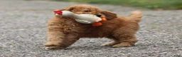 Cockapoo honden te koop: cockapoo pup, reutje - Advertentie 13