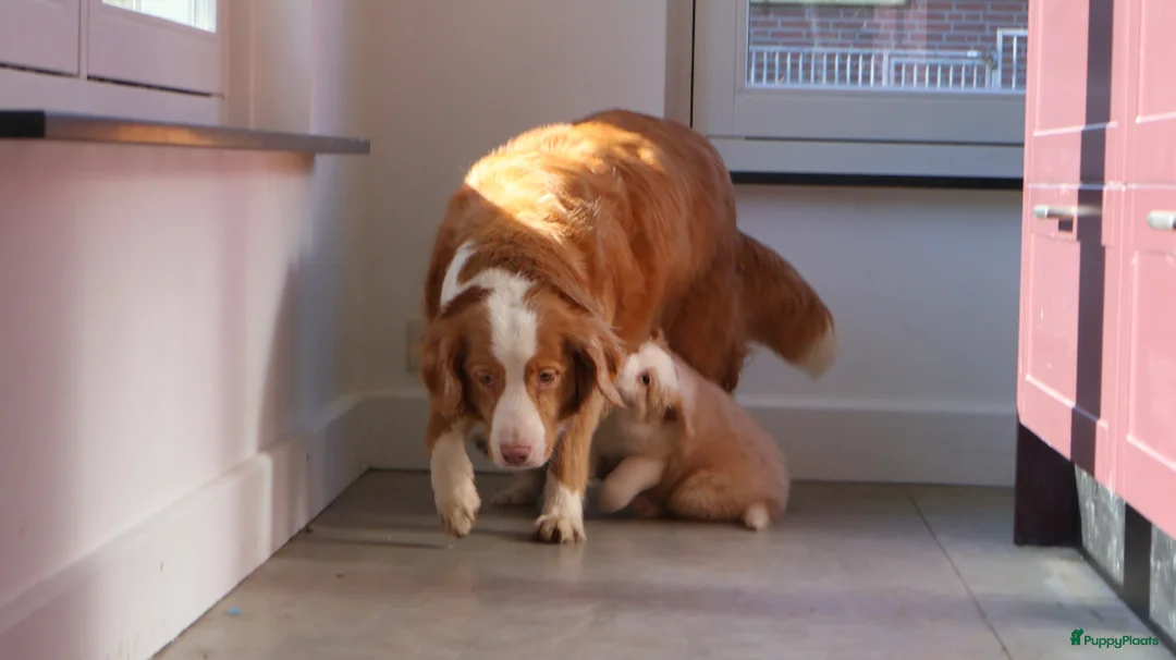 Nova Scotia Duck Tolling Retriever honden te koop: novia scotia duck x toller retriever pups te koop - Advertentie 12