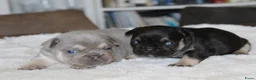 Franse Bulldog honden te koop: Franse Bulldog pups goed opgevoed- België  - Advertentie 6
