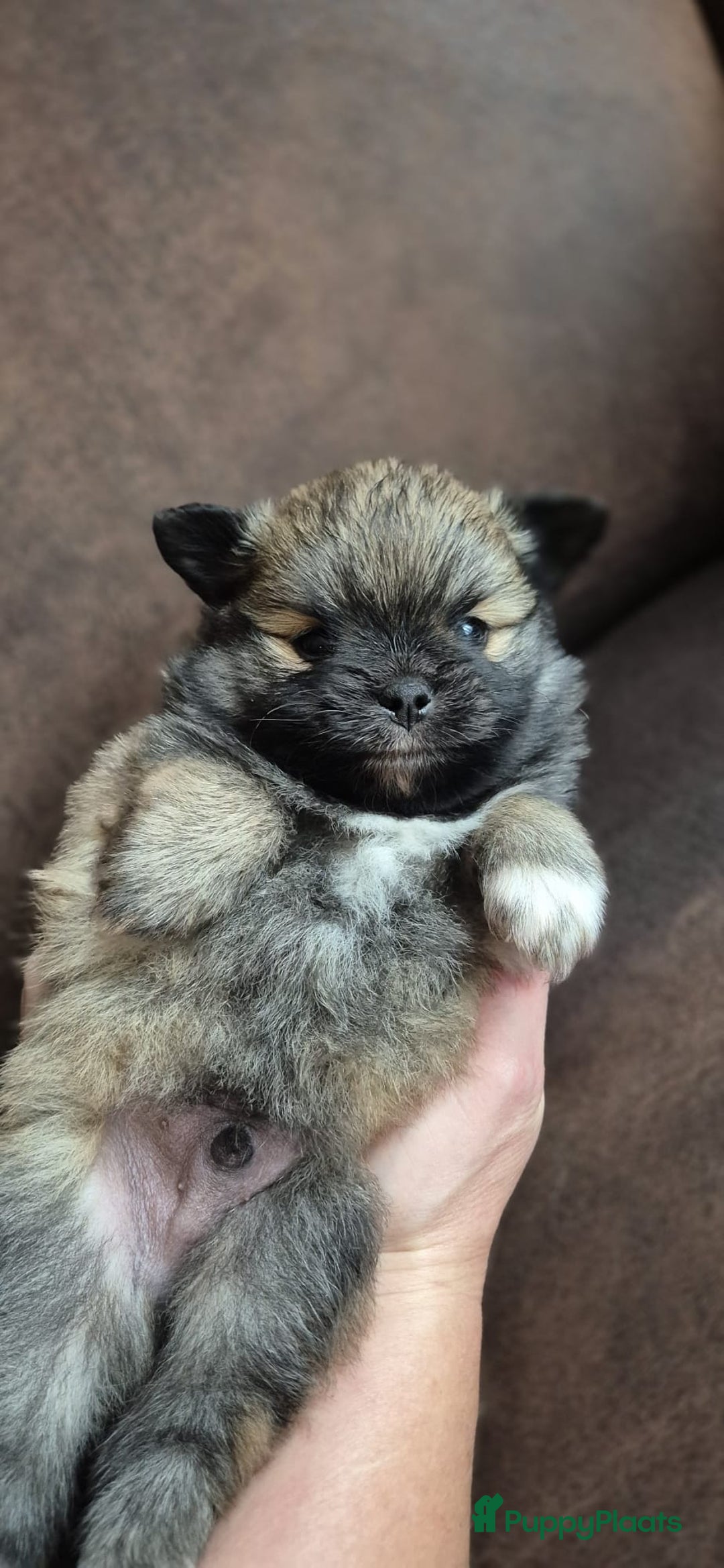 Kruising honden te koop: 3 reutjes - Advertentie 29