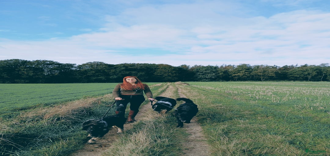 Galerij afbeelding {{count}}