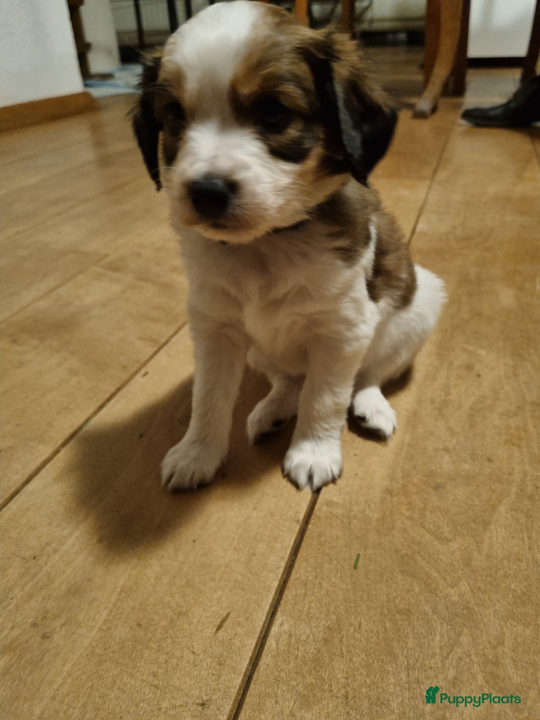 Kooikerhondje honden te koop: 6 Kooiker pups / alle nu gereserveerd!  - Advertentie 9