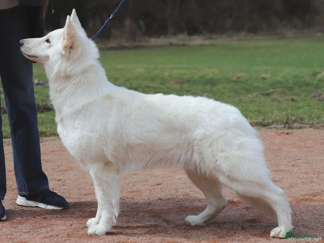 Zwitserse Witte Herdershond honden te koop: Nestje verwacht van Zwitserse herder(met stamboom) - Advertentie 2