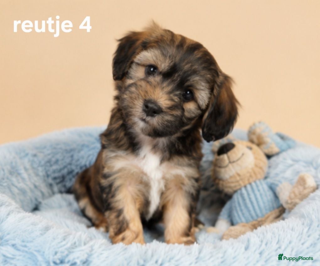 Boomer honden Mooie gezonde boomer pups. Maltezer maal shih tzu - Advertentie 1