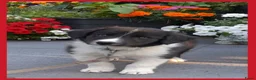 Border Collie honden te koop: Herplaatsing: Prachtig, lief Border Colliepup  - Advertentie 2