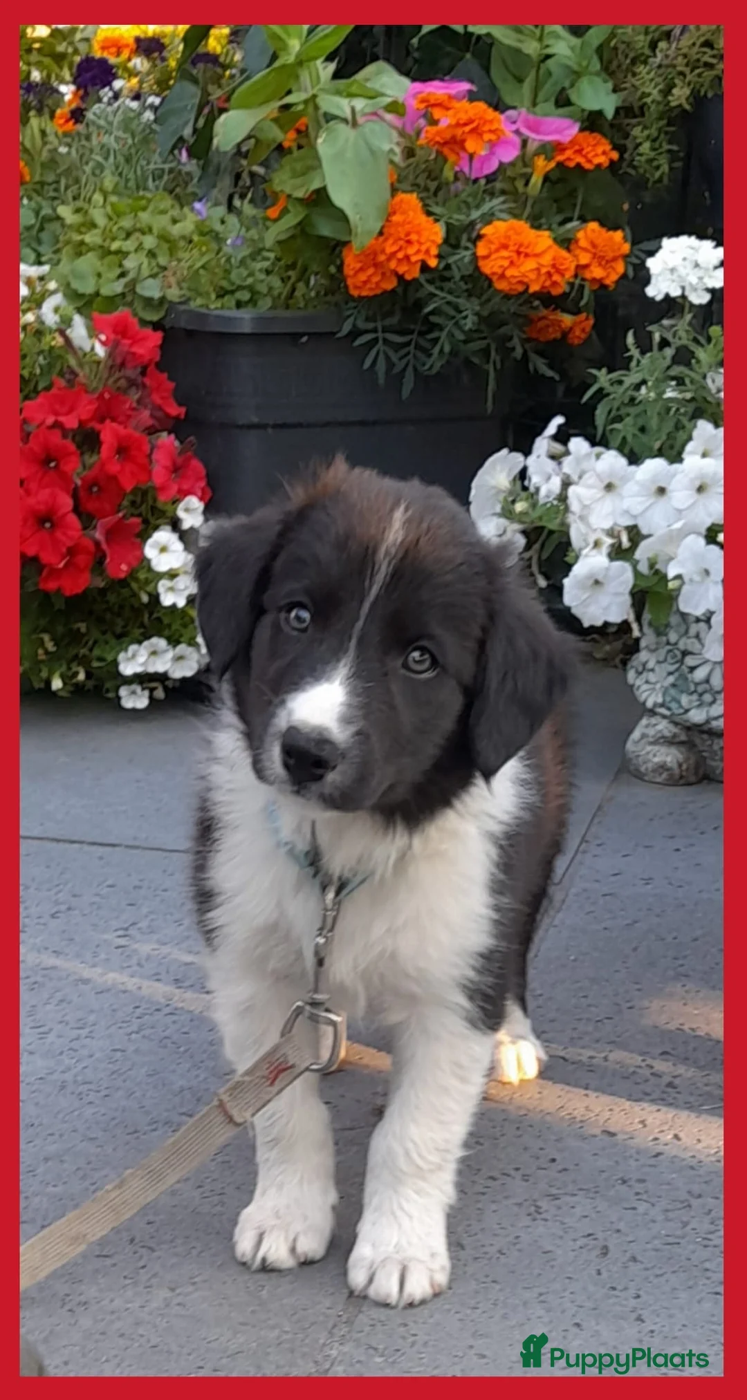 Border Collie honden te koop: Herplaatsing: Prachtig, lief Border Colliepup  - Advertentie 2