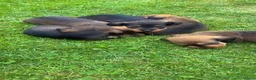 Ruwhaar Teckel honden te koop: Prachtige stamboom ruwhaar dwergteckel pups - Advertentie 9
