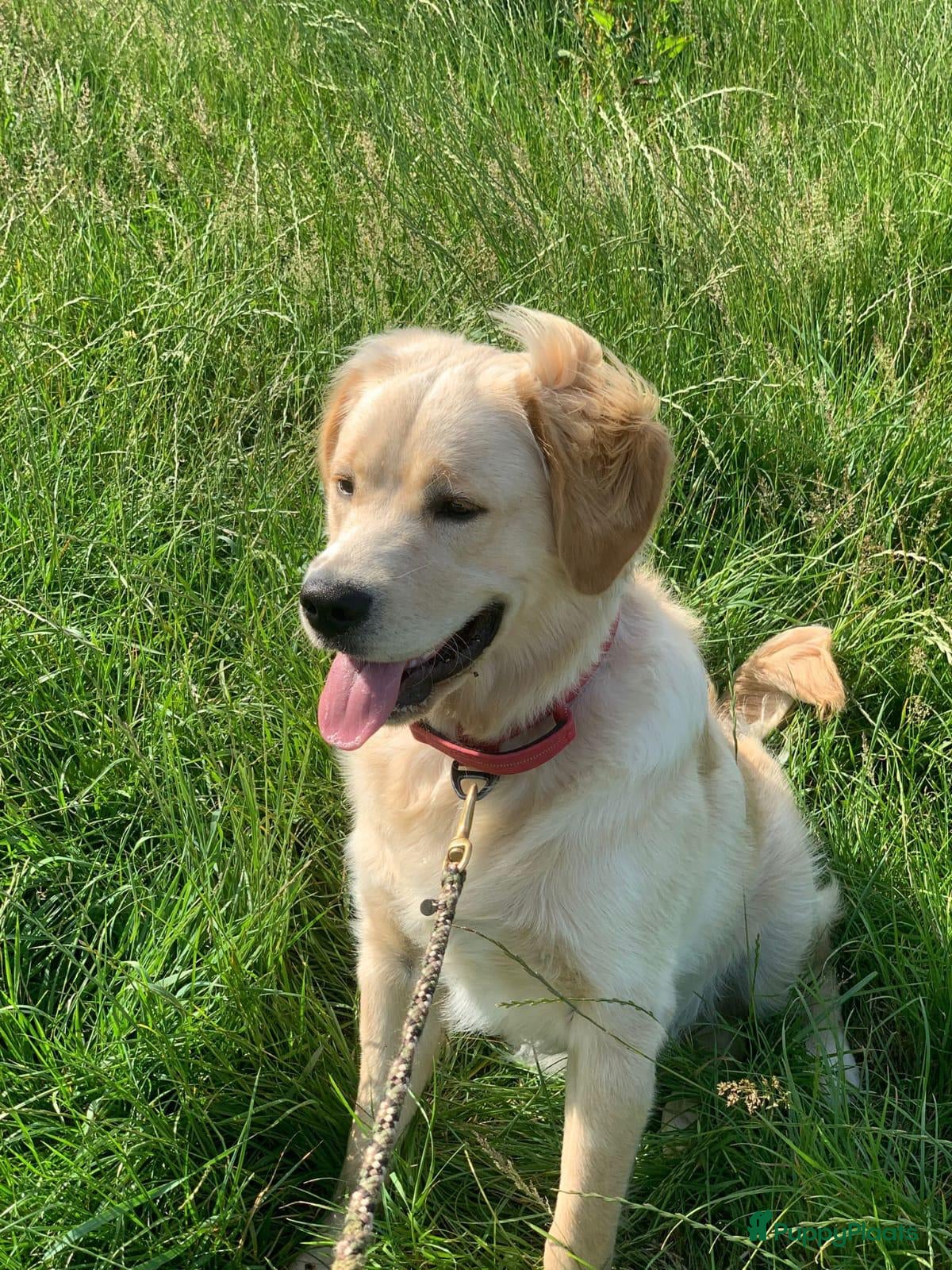 Kruising honden Herplaatsing Golden Retriever/Reu - Advertentie 1