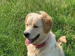 Kruising honden Herplaatsing Golden Retriever/Reu - Advertentie 1