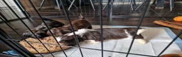 Shih Tzu honden te koop: Raszushih tzu pupsverkocht in okt weer een nestje  - Advertentie 9