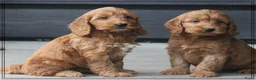 Cockapoo honden te koop: Leuke Cockapoo pups. - Advertentie 4