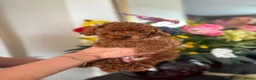 Poedel Toy honden te koop: Toy poedel pups reutje en teefje - Advertentie 10