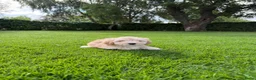 Maltipoo honden te koop: Maltipoo (Maltezer x Toy Poedel) pups - Advertentie 17