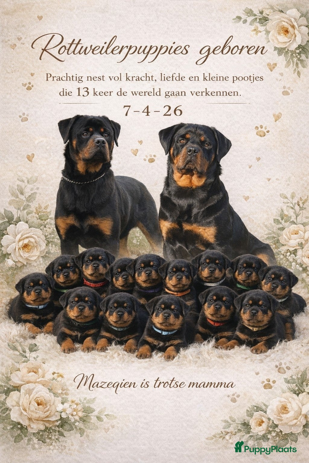 Rottweiler honden Forse rottweilerpuppies  - Advertentie 1
