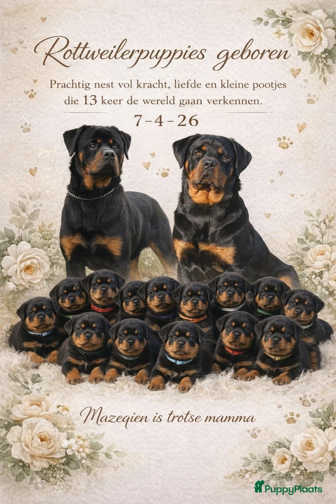 Rottweiler honden te koop: Forse rottweilerpuppies  in Voorhout - Advertentie 1