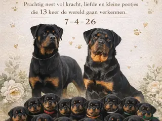 Rottweiler honden Forse rottweilerpuppies - Advertentie 1