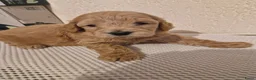Goldendoodle honden te koop: Mooie goldendoodles te koop - Advertentie 3