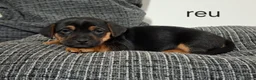 Jack Russel Terriër honden te koop: Jack russel black en tan pups in Biest-Houtakker - Advertentie 5