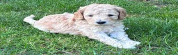 Labradoodle honden te koop: Hele mooie medium Labradoodle pups - Advertentie 14