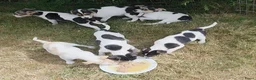 Boerenfox honden te koop: Prachtige Boerenfox pups - Advertentie 3