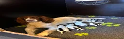 Engelse Springer Spaniel honden te koop: Engelse springer spaniël pups FCI stamboom - Advertentie 1