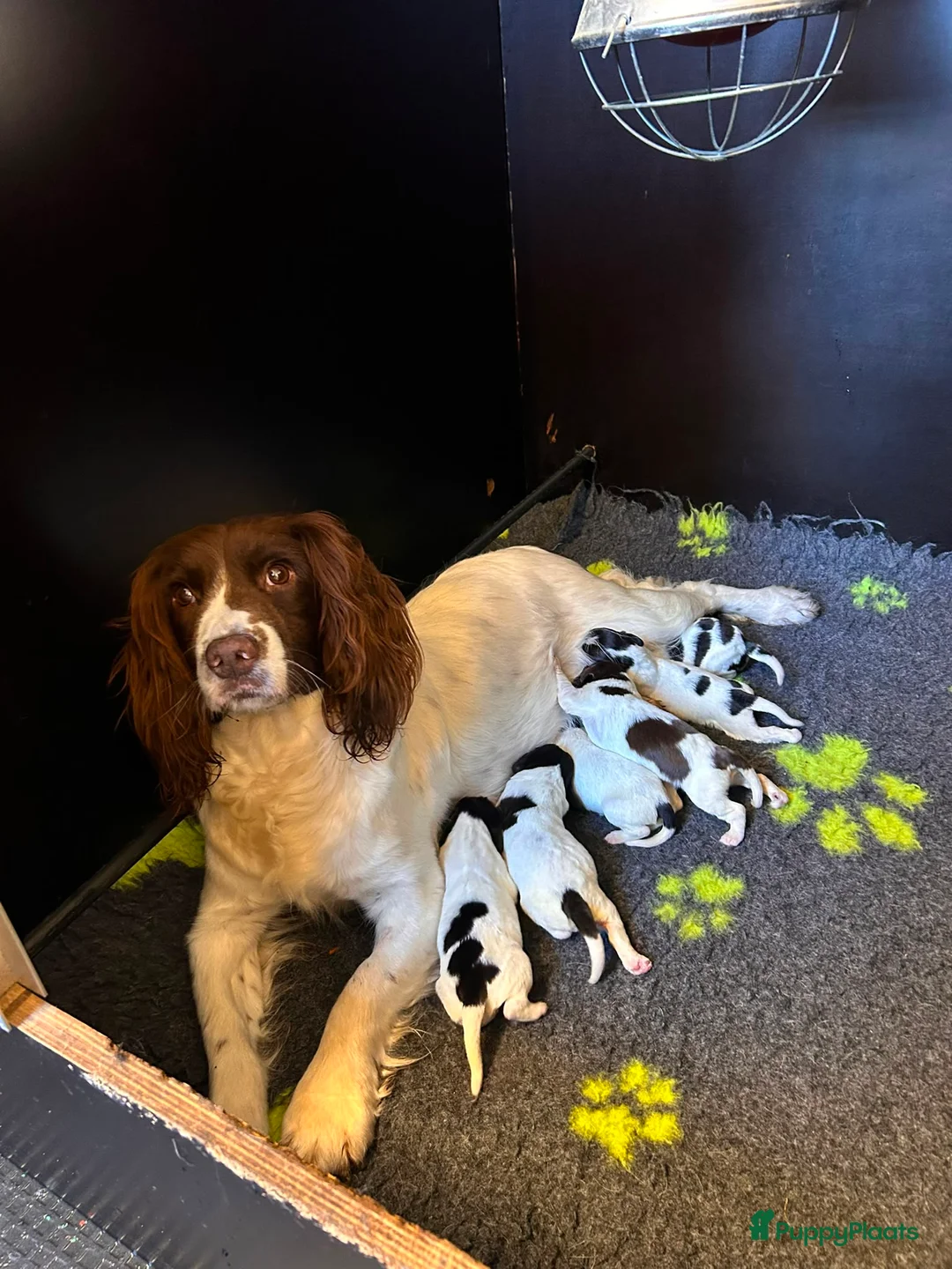 Engelse Springer Spaniel honden te koop: Engelse springer spaniël pups FCI stamboom - Advertentie 1