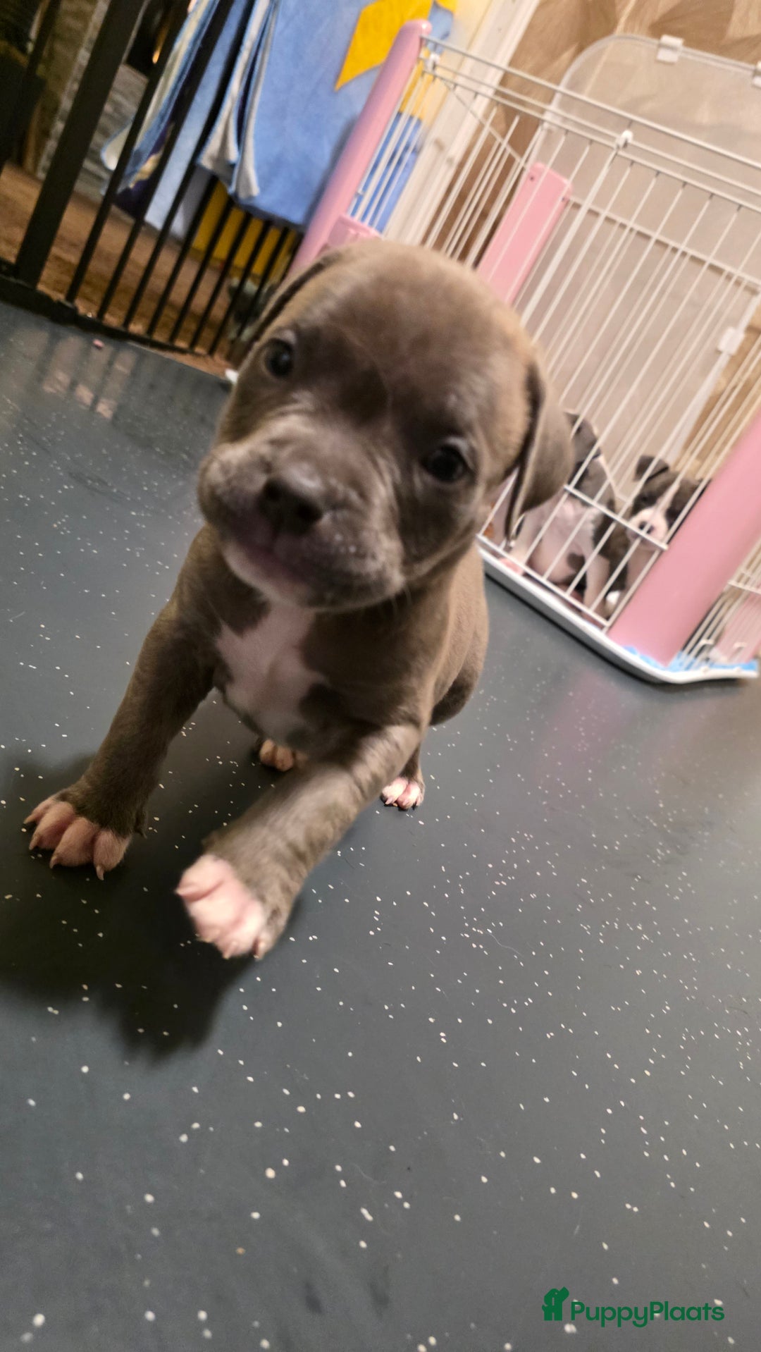 Amerikaanse Bully honden te koop: Pocket bully bleu grey  - Advertentie 8