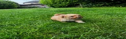 Maltipoo honden te koop: Schattige maltipoo pups - Advertentie 4